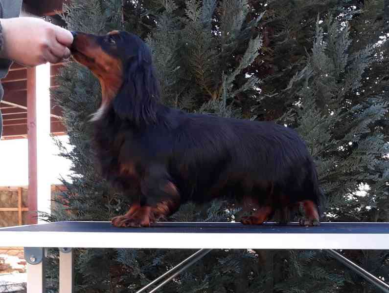 Jezevčík trpasličí/králičí dlouhosrstý - foto 5