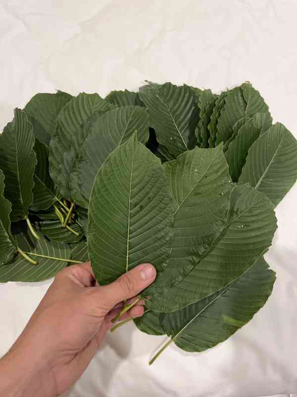 Kratom 1kg - foto 3