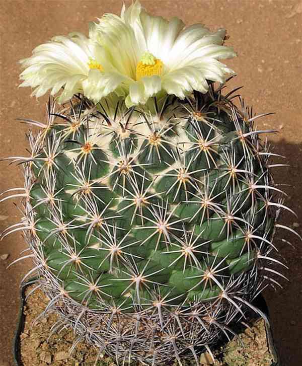 semena kaktus Coryphantha pycnacantha - foto 1