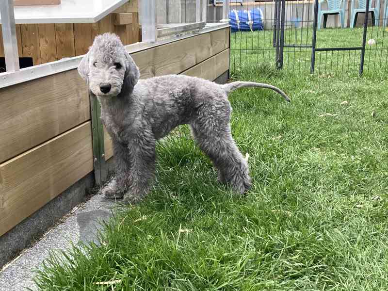 bedlington teriér štěně - fenka - foto 3