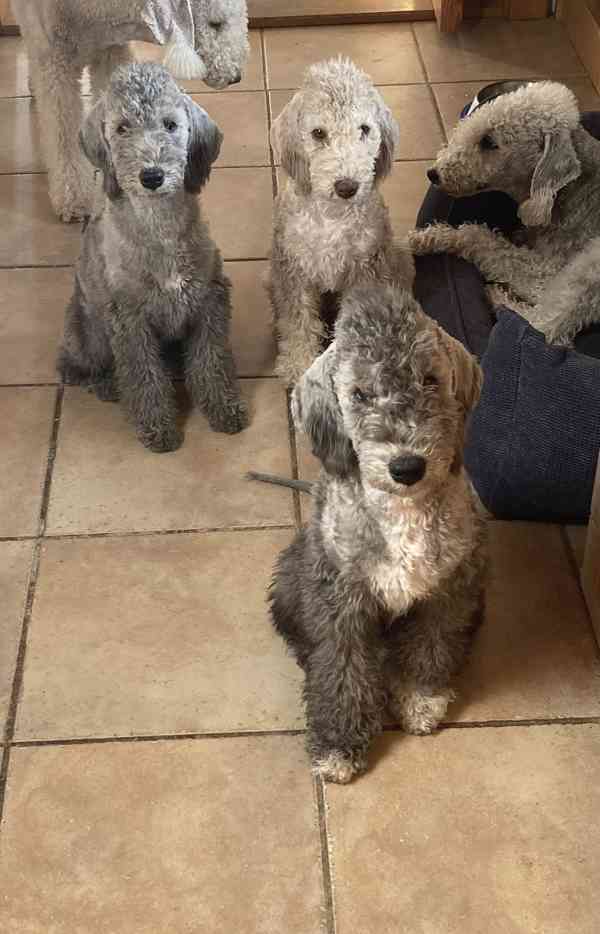 bedlington teriér štěně - fenka - foto 4