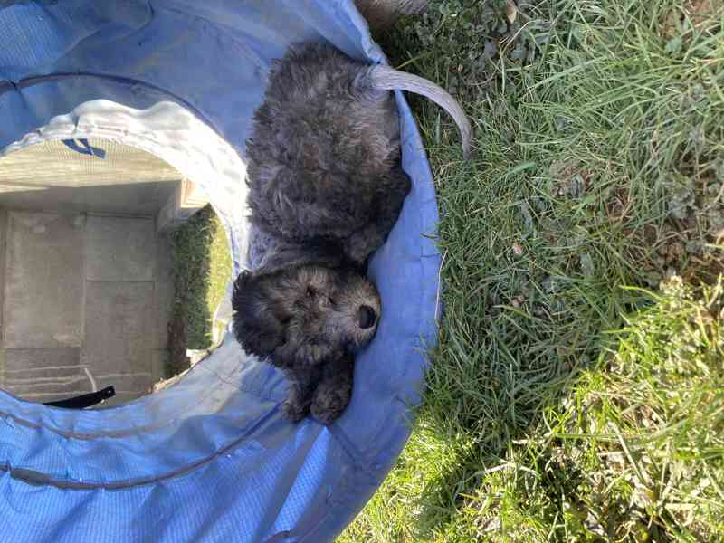 bedlington teriér štěně - fenka - foto 4