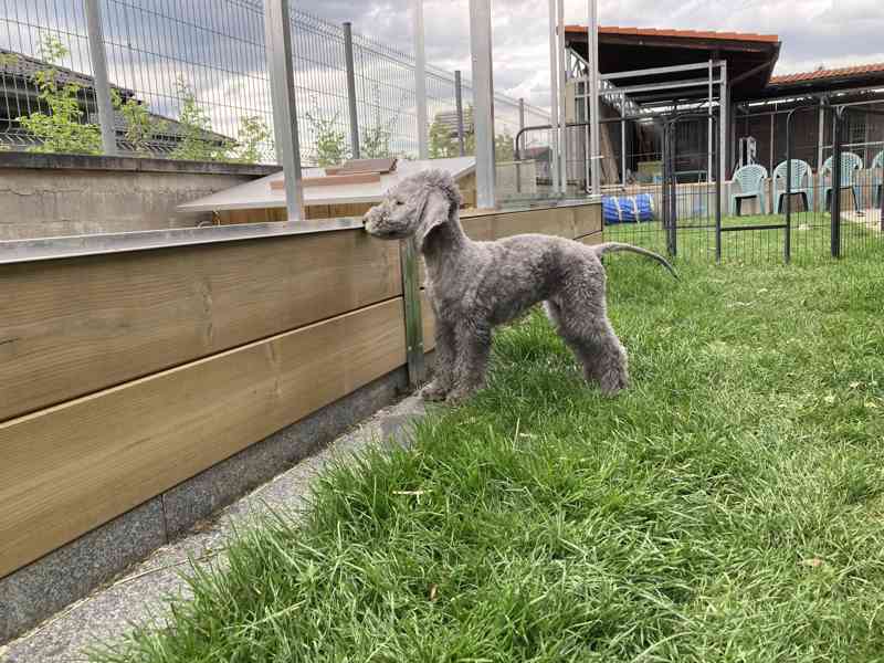 bedlington teriér štěně - fenka - foto 2