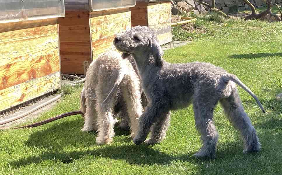 bedlington teriér štěně - fenka - foto 5
