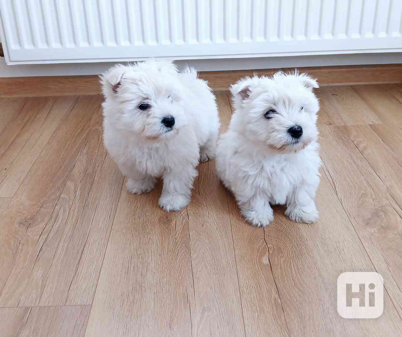 West highland White Terier  - foto 1