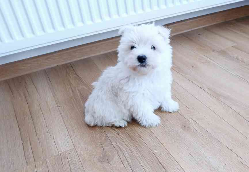 West highland White Terier  - foto 3