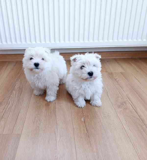 West highland White Terier  - foto 2