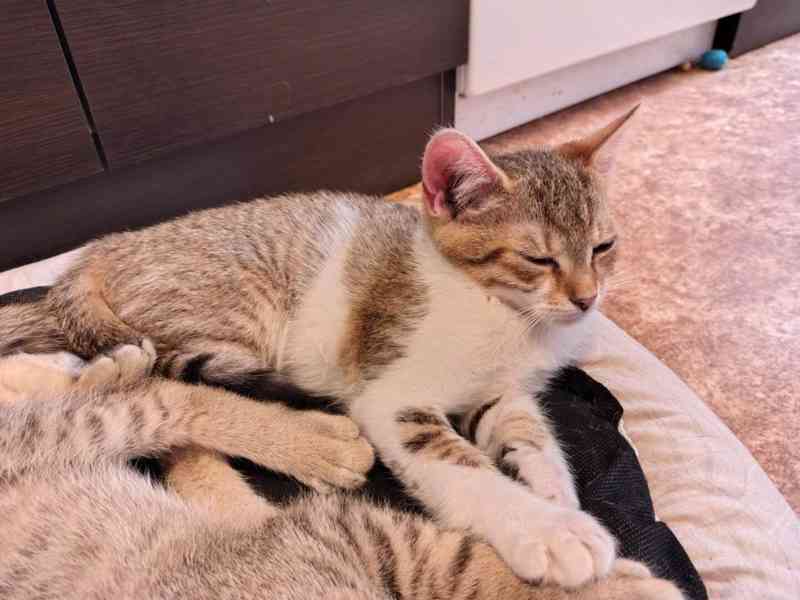 Mouratobílá 6měsíční kočička Melinda hledá domov. - foto 1