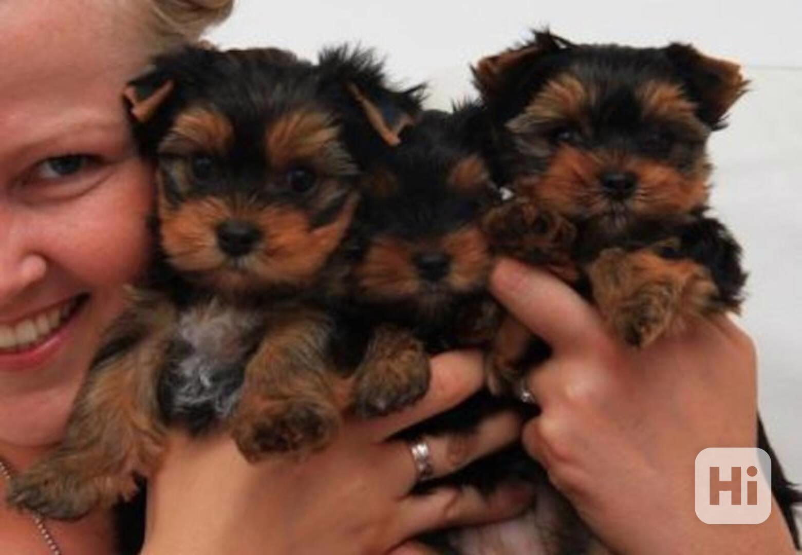 štěňata yorků k adopci - foto 1