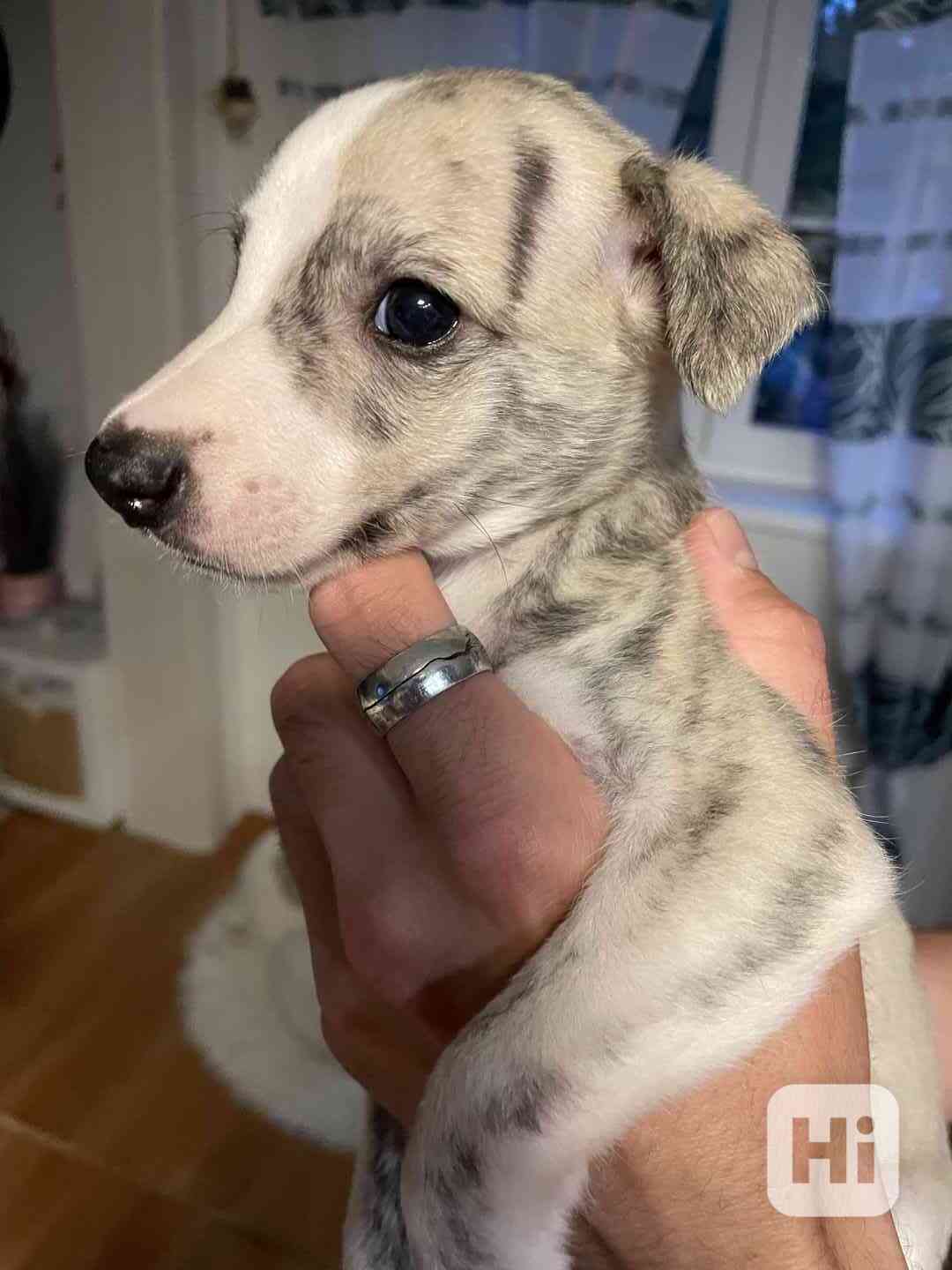 Whippet / vipet s PP FCI - foto 1