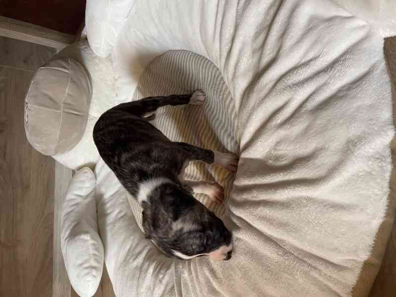 Whippet / vipet s PP FCI - foto 11