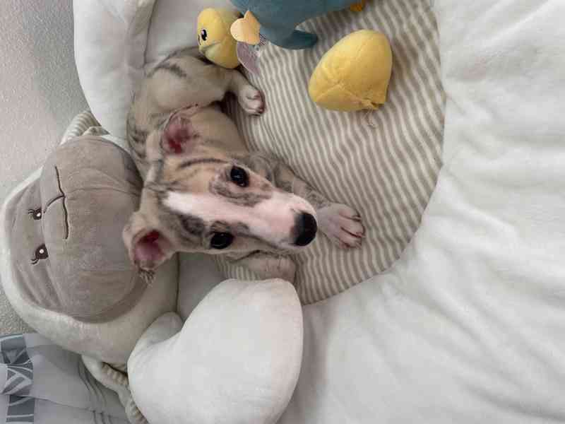 Whippet / vipet s PP FCI - foto 5