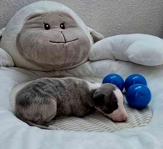Whippet / vipet s PP FCI - foto 3