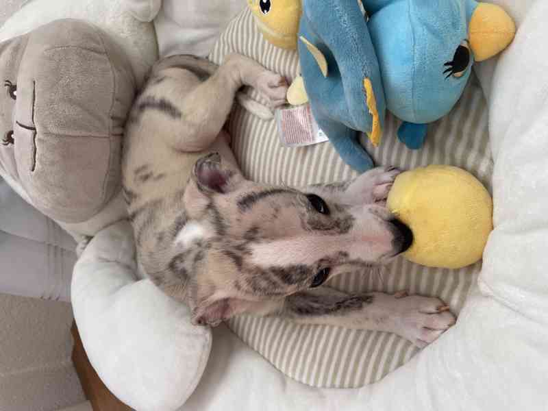 Whippet / vipet s PP FCI - foto 6