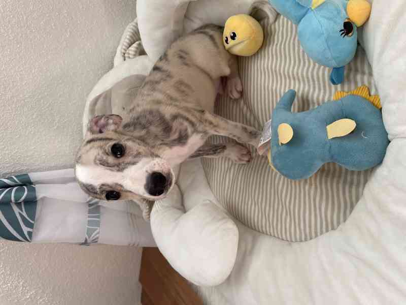 Whippet / vipet s PP FCI - foto 2