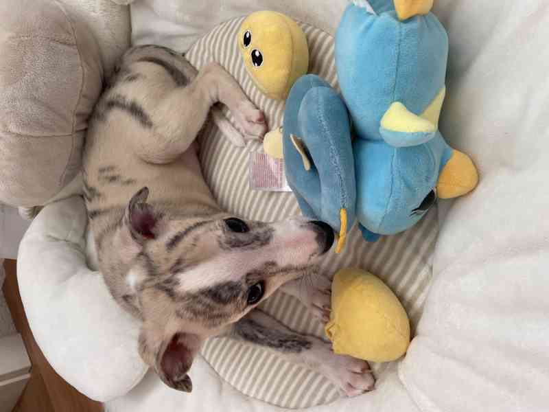 Whippet / vipet s PP FCI - foto 7