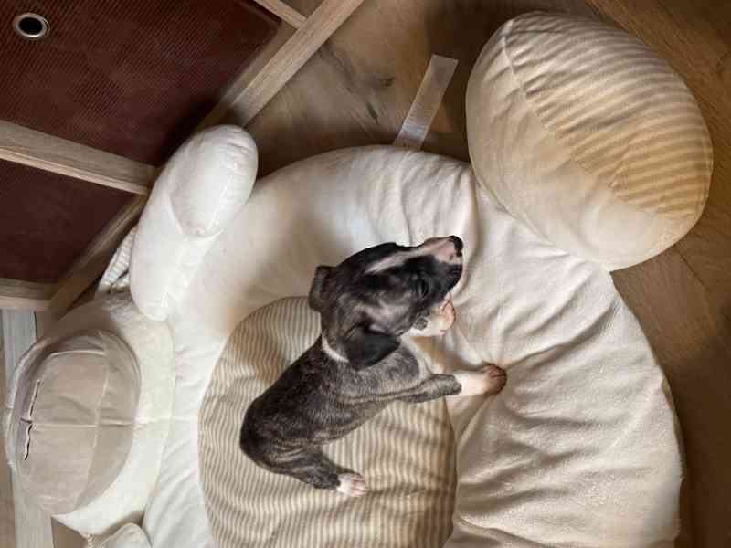 Whippet / vipet s PP FCI - foto 10
