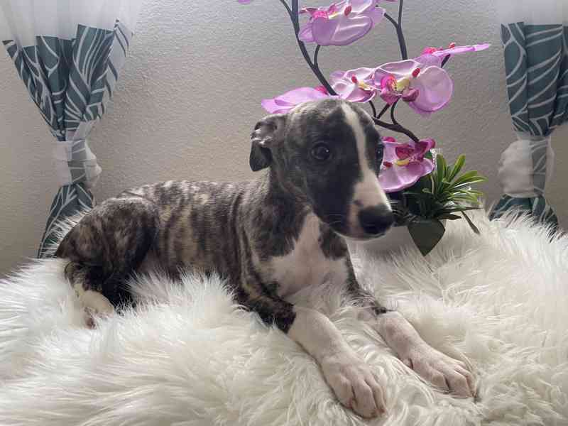 Whippet / vipet s PP FCI - foto 1