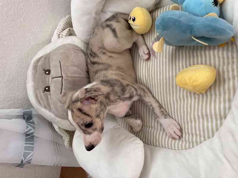 Whippet / vipet s PP FCI - foto 4