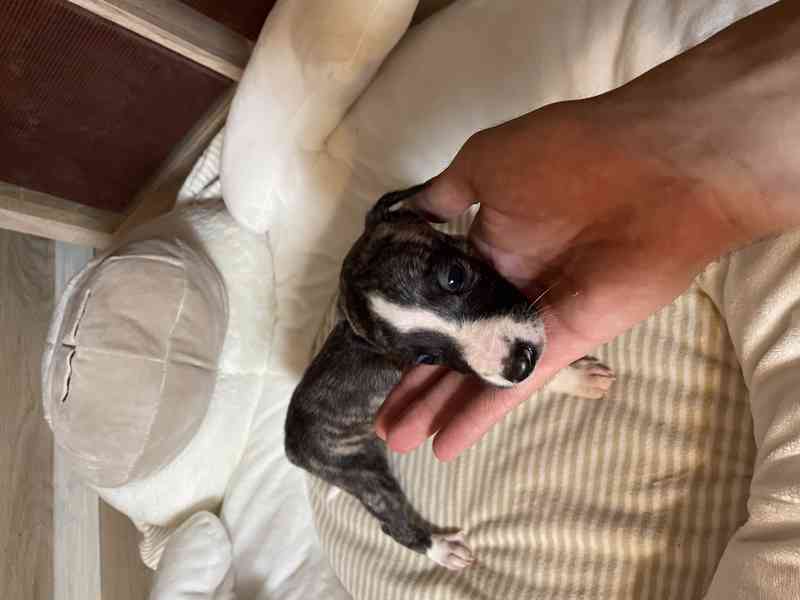 Whippet / vipet s PP FCI - foto 9
