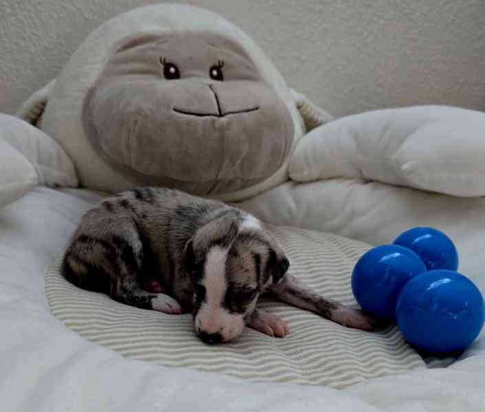 Whippet / vipet s PP FCI - foto 4