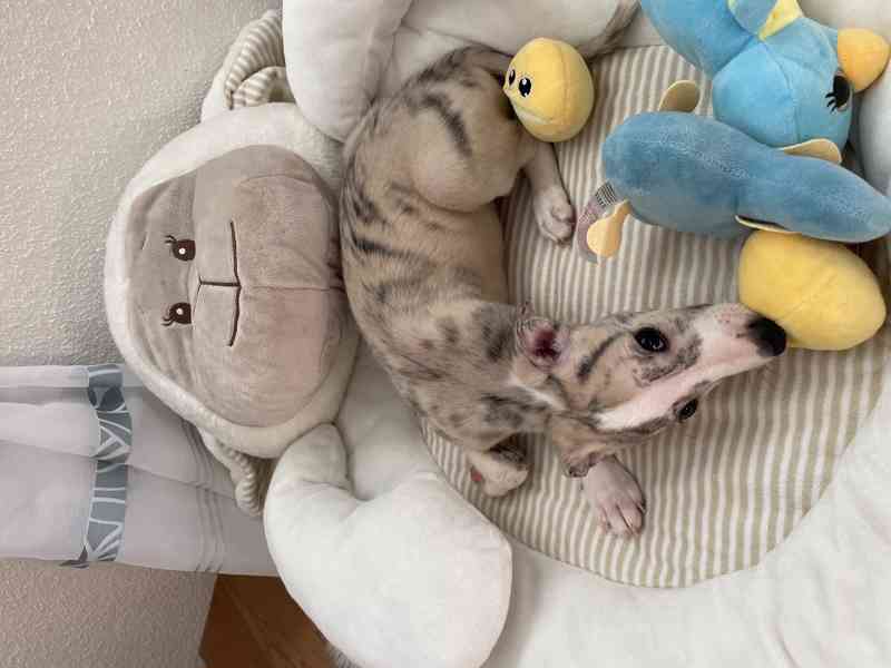 Whippet / vipet s PP FCI - foto 3