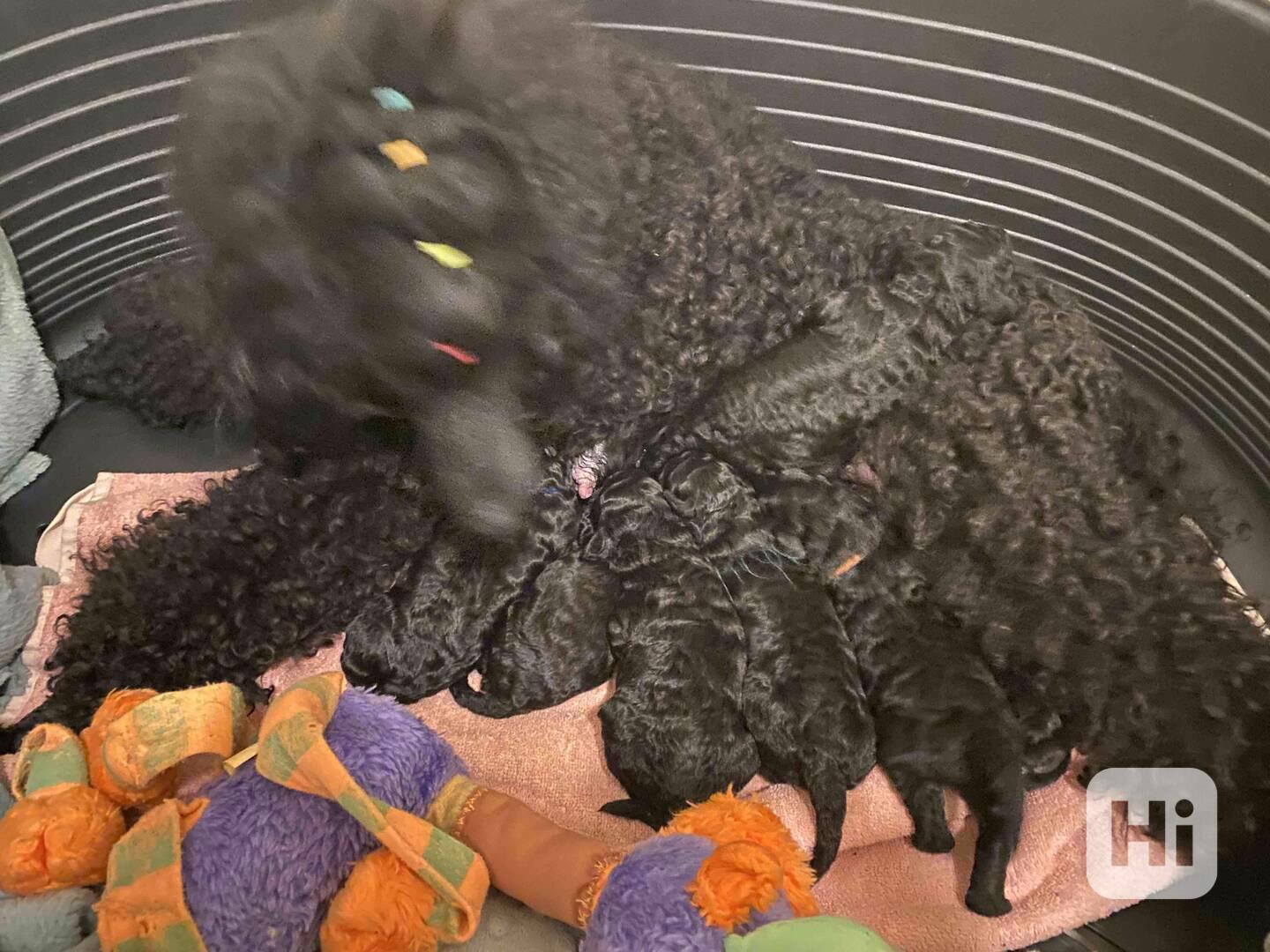 Pudl černý střední šťěňata - foto 1