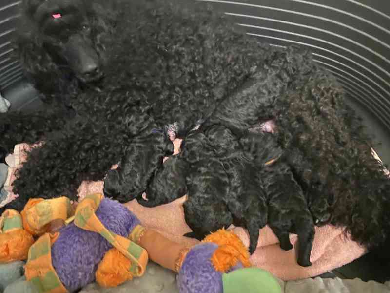 Pudl černý střední šťěňata - foto 5