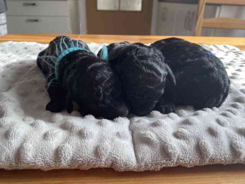 Pudl černý střední šťěňata - foto 4