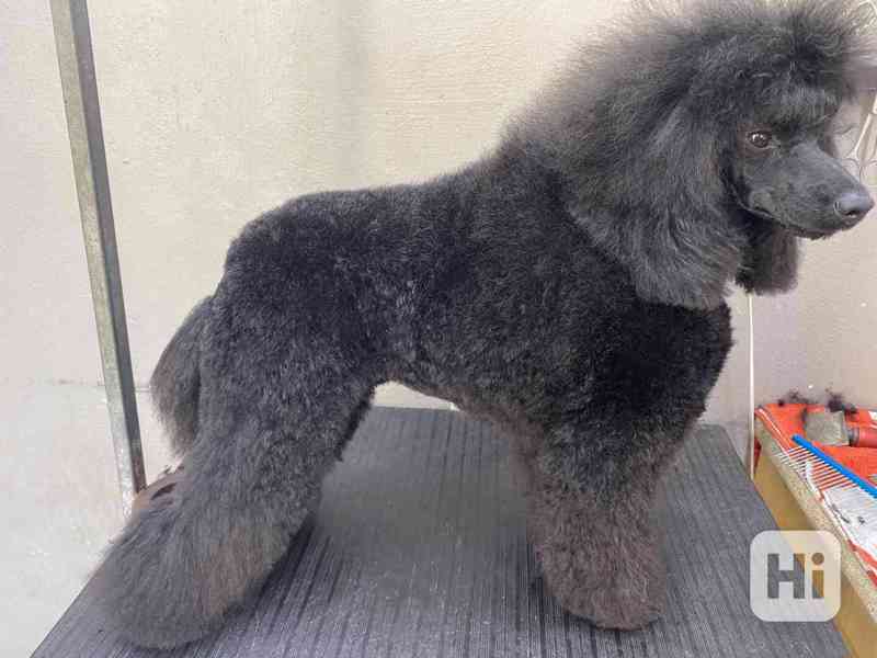 Pudl černý střední šťěňata - foto 2