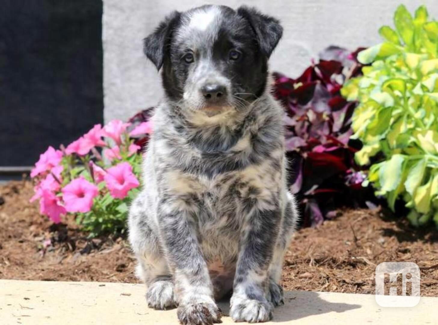 Australský honácký pes - modrý heeler Štěňata na prodej - foto 1