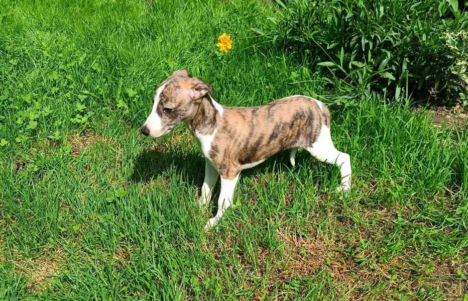 Whippet /Vipet/ - štěňata bez pp - foto 1
