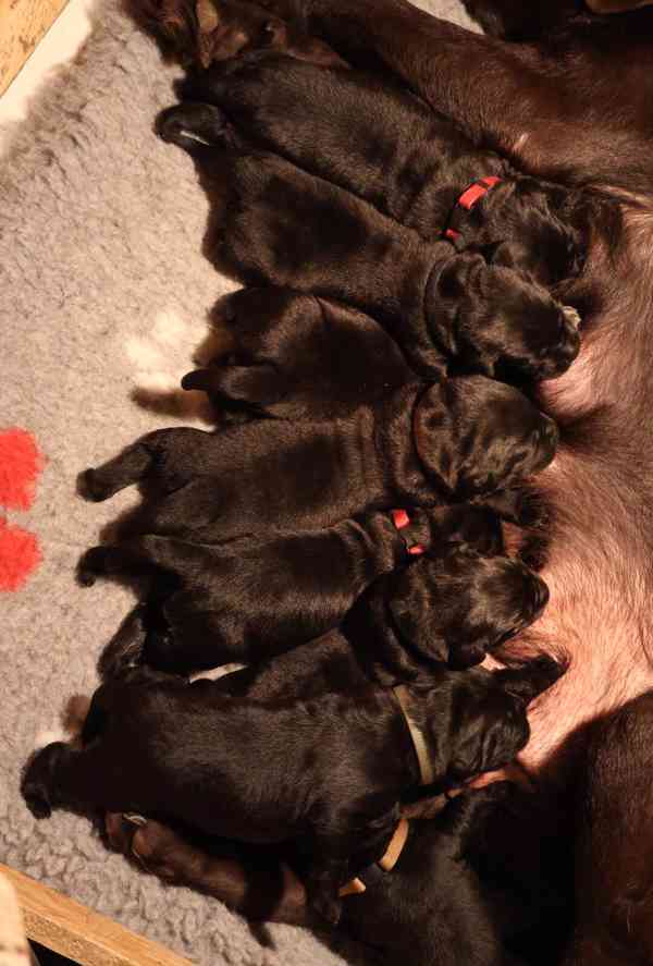 Labradorský retrívr-černá štěňátka s PP - foto 4