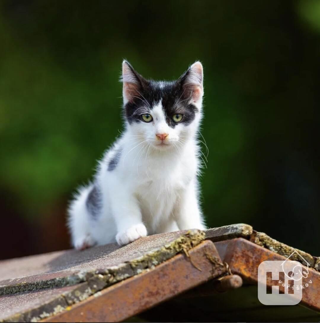 Shorty z útulku Voříškov - foto 1