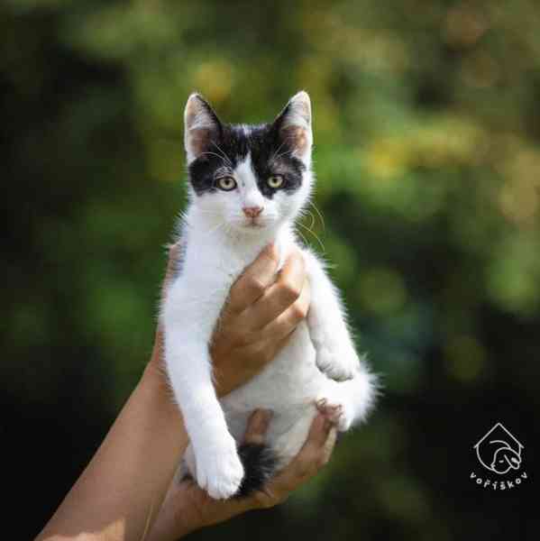 Shorty z útulku Voříškov - foto 2
