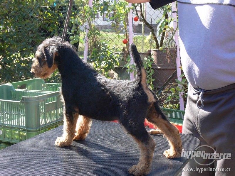 Erdelterier (airedale terrier, erdel) - foto 1