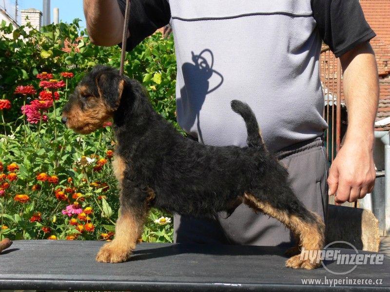 Erdelterier (airedale terrier, erdel) - foto 2