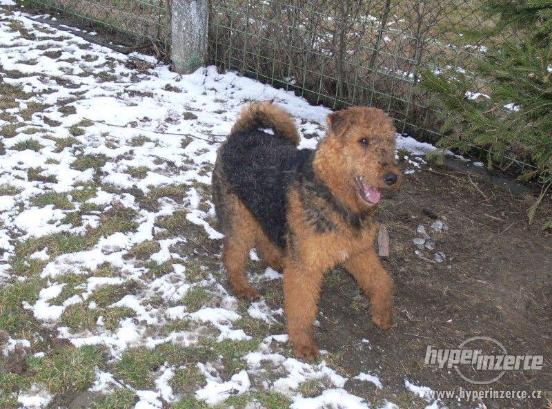 Erdelterier (airedale terrier, erdel) - foto 3