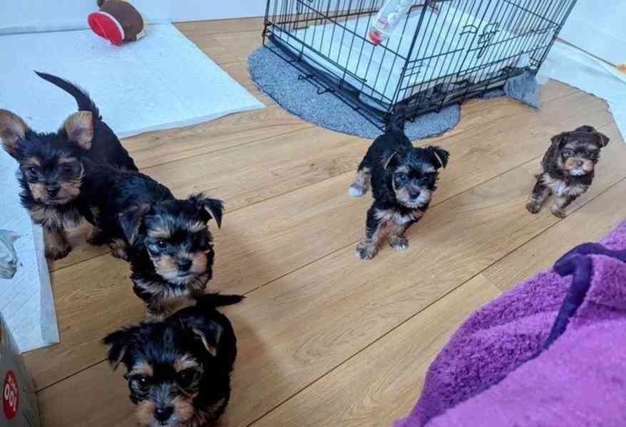 Pes a fenka yorkshirského teriéra čekají na rodinu - foto 1