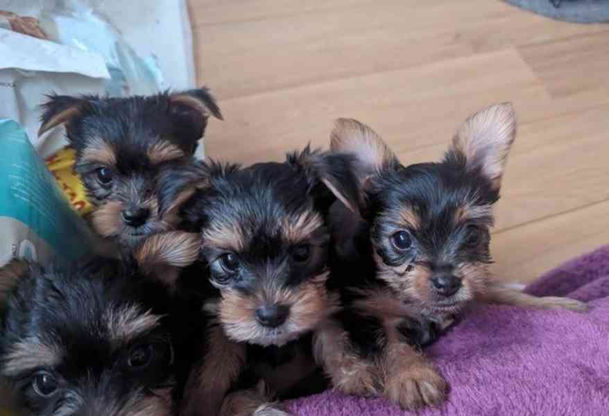 Pes a fenka yorkshirského teriéra čekají na rodinu - foto 4