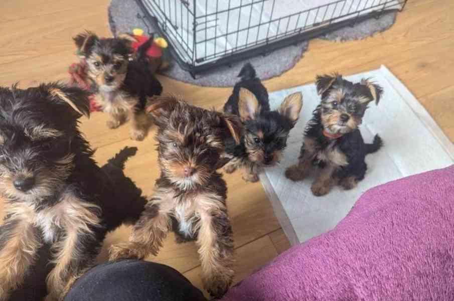 Pes a fenka yorkshirského teriéra čekají na rodinu - foto 2