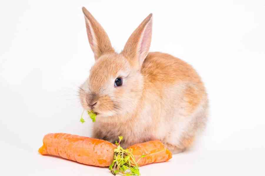 Koupím zakrslého králíka - foto 1