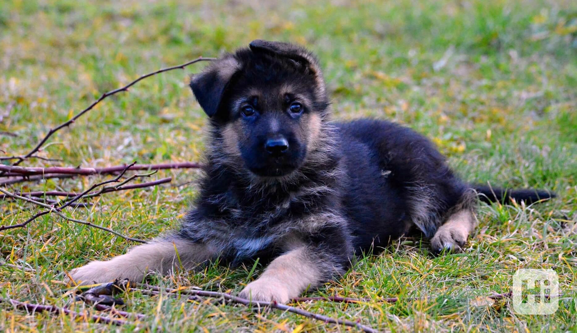 Německý ovčák - štěňátka s PP - foto 1