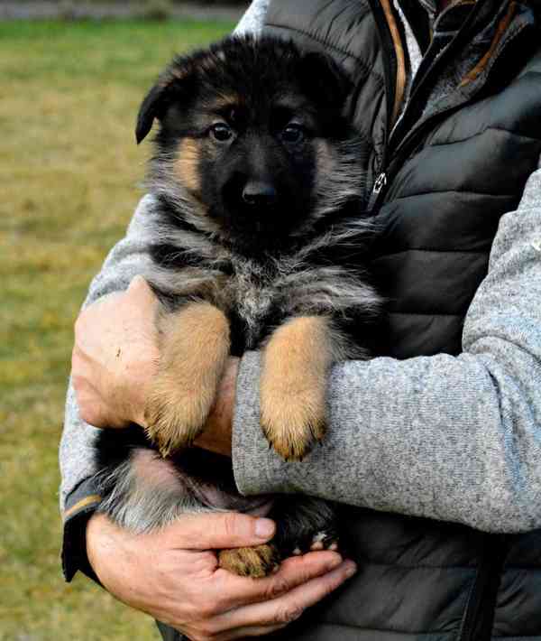 Německý ovčák - štěňátka s PP - foto 3