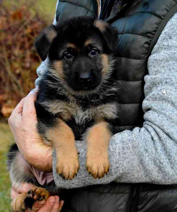 Německý ovčák - štěňátka s PP - foto 4