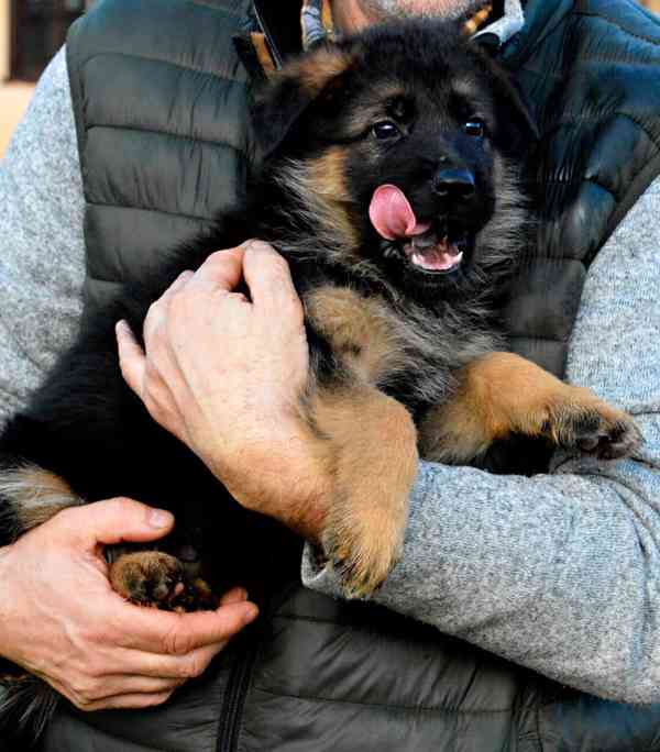 Německý ovčák - štěňátka s PP - foto 2