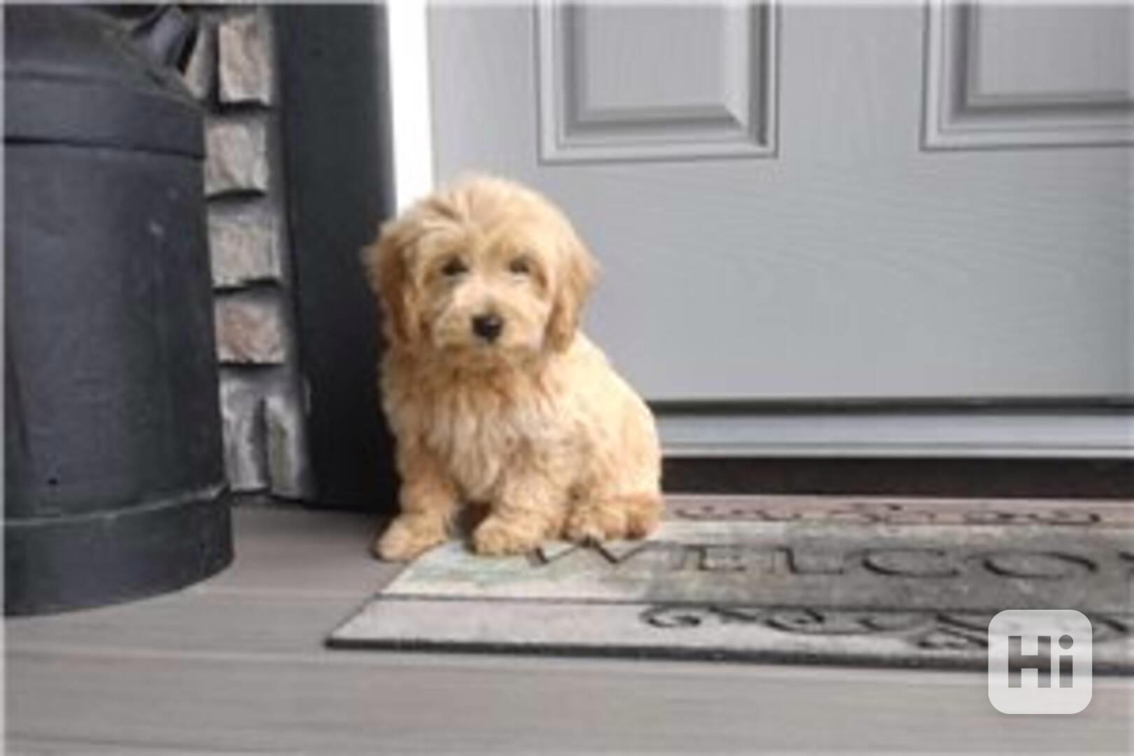 Krásná štěňata Goldendoodle, samec a samice k adopci. Krásná - foto 1