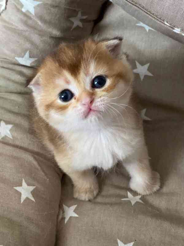 Děsivý Koťátka a samice skotského foldu k adopci zdarma   - foto 2