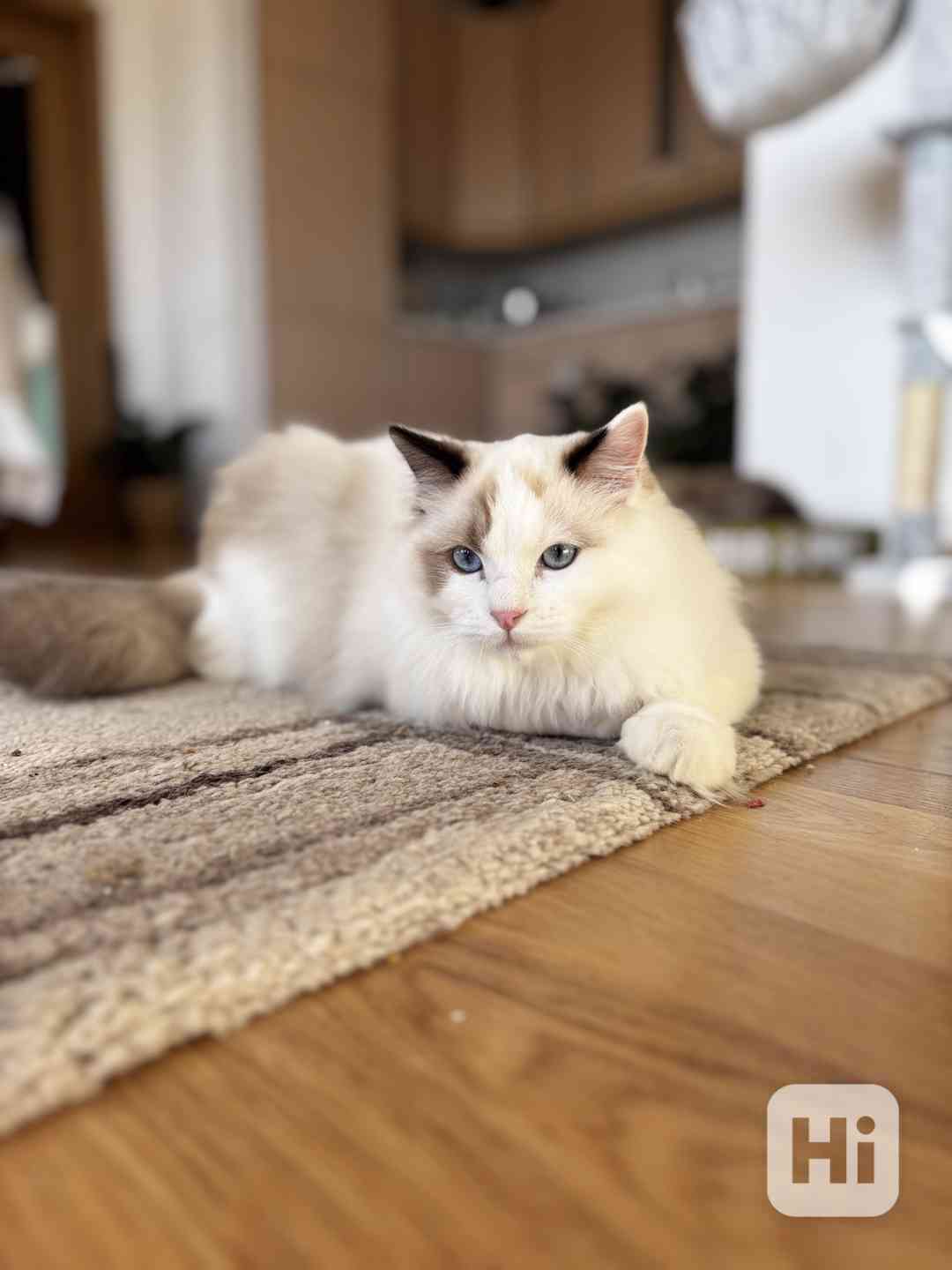 Krásný kluk Ragdoll z PP  - foto 1