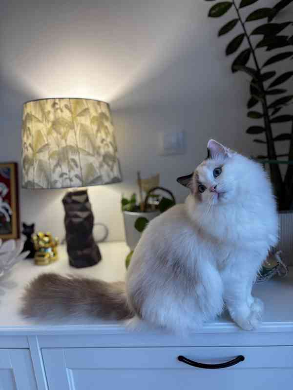 Krásný kluk Ragdoll z PP  - foto 3